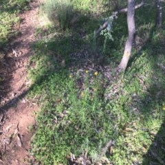 Xerochrysum viscosum (Sticky Everlasting) at Red Hill, ACT - 19 Oct 2020 by Tapirlord