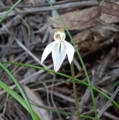 Caladenia carnea (Pink Fingers) at Paddys River, ACT - 4 Oct 2020 by RobynHall