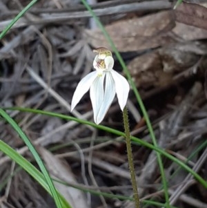 Caladenia carnea at Paddys River, ACT - suppressed