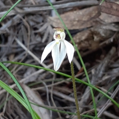 Caladenia carnea (Pink Fingers) at Paddys River, ACT - 4 Oct 2020 by RobynHall