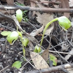 Pterostylis nutans (Nodding Greenhood) at Paddys River, ACT - 4 Oct 2020 by RobynHall