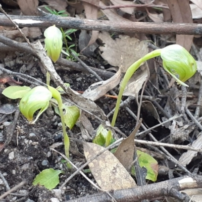 Pterostylis nutans (Nodding Greenhood) at Paddys River, ACT - 4 Oct 2020 by RobynHall