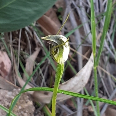 Pterostylis pedunculata (Maroonhood) at Paddys River, ACT - 4 Oct 2020 by RobynHall