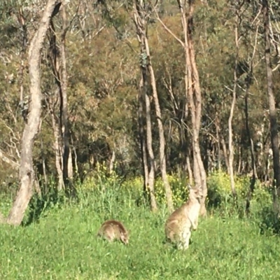 Macropus giganteus (Eastern Grey Kangaroo) at Red Hill, ACT - 19 Oct 2020 by Tapirlord