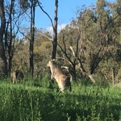 Macropus giganteus at Red Hill, ACT - 19 Oct 2020