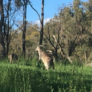 Macropus giganteus at Red Hill, ACT - 19 Oct 2020