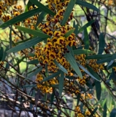 Daviesia mimosoides (Bitter Pea) at Flea Bog Flat, Bruce - 17 Oct 2020 by JVR