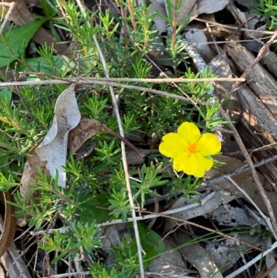 Hibbertia sp. (Guinea Flower) at Bruce, ACT - 17 Oct 2020 by JVR