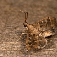 Nacoleia rhoeoalis at Melba, ACT - 13 Oct 2020