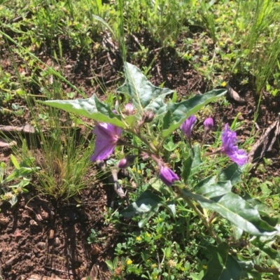 Solanum cinereum (Narrawa Burr) at Red Hill, ACT - 19 Oct 2020 by Tapirlord