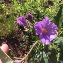 Solanum cinereum at Red Hill, ACT - 19 Oct 2020