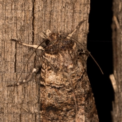 Agrotis porphyricollis (Variable Cutworm) at Melba, ACT - 13 Oct 2020 by kasiaaus