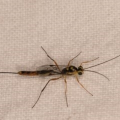 Ichneumonidae (family) (Unidentified ichneumon wasp) at Melba, ACT - 13 Oct 2020 by kasiaaus