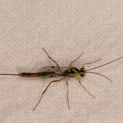 Ichneumonidae (family) (Unidentified ichneumon wasp) at Melba, ACT - 13 Oct 2020 by kasiaaus