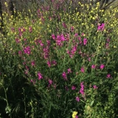 Swainsona galegifolia (Darling Pea) at Red Hill, ACT - 19 Oct 2020 by Tapirlord