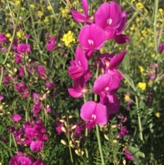 Swainsona galegifolia at Red Hill, ACT - 19 Oct 2020