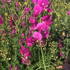 Swainsona galegifolia at Red Hill, ACT - 19 Oct 2020