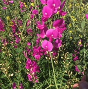 Swainsona galegifolia at Red Hill, ACT - 19 Oct 2020