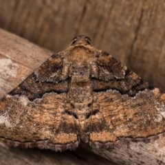 Aporoctena undescribed species (A Geometrid moth) at Melba, ACT - 13 Oct 2020 by kasiaaus