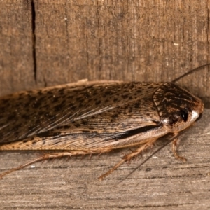 Calolampra sp. (genus) at Melba, ACT - 13 Oct 2020