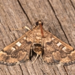 Nacoleia rhoeoalis (Spilomelinae) at Melba, ACT - 13 Oct 2020 by kasiaaus