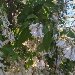 Pandorea pandorana (Wonga Wonga Vine) at Garran, ACT - 19 Oct 2020 by Tapirlord