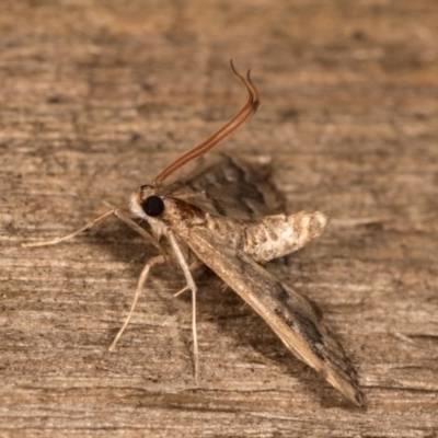 Nacoleia rhoeoalis (Spilomelinae) at Melba, ACT - 13 Oct 2020 by kasiaaus