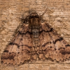 Cryphaea xylina (Woodland Geometrid) at Melba, ACT - 13 Oct 2020 by kasiaaus