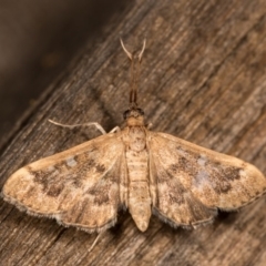 Nacoleia rhoeoalis (Spilomelinae) at Melba, ACT - 13 Oct 2020 by kasiaaus