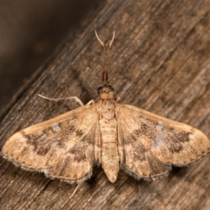 Nacoleia rhoeoalis at Melba, ACT - 13 Oct 2020