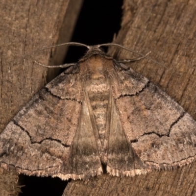 Dysbatus undescribed species (A Line-moth) at Melba, ACT - 13 Oct 2020 by kasiaaus