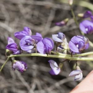 Swainsona monticola at Michelago, NSW - 17 Oct 2020 12:45 PM