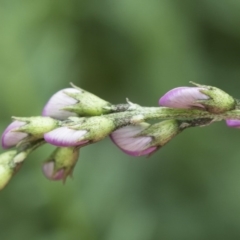 Swainsona monticola at Michelago, NSW - 17 Oct 2020