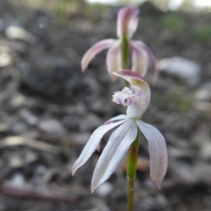 Caladenia moschata at Yass River, NSW - 19 Oct 2020