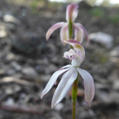 Caladenia moschata (Musky Caps) at Yass River, NSW - 19 Oct 2020 by SenexRugosus