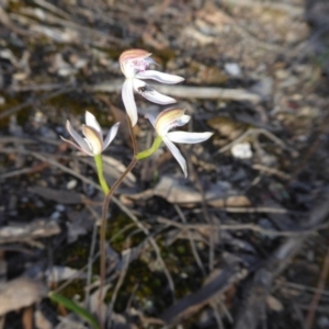 Caladenia moschata at Yass River, NSW - suppressed