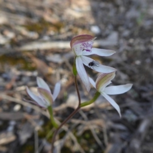 Caladenia moschata at Yass River, NSW - 19 Oct 2020