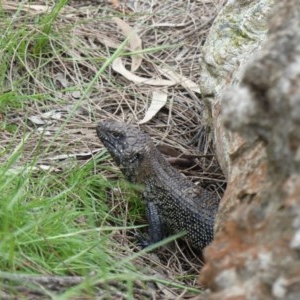 Egernia cunninghami at Majura, ACT - 19 Oct 2020 11:32 AM