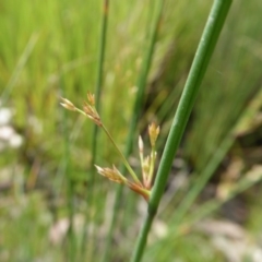 Juncus sp. (A Rush) at Yass River, NSW - 15 Oct 2020 by SenexRugosus