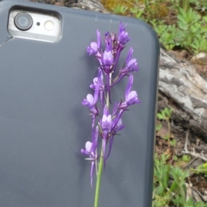 Linaria pelisseriana at Majura, ACT - 19 Oct 2020