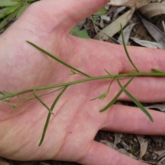 Linaria pelisseriana at Majura, ACT - 19 Oct 2020