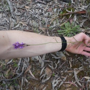 Linaria pelisseriana at Majura, ACT - 19 Oct 2020