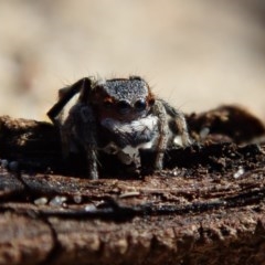 Maratus anomalus (Blue Peacock spider) at Dalmeny, NSW - 13 Oct 2020 by Laserchemisty