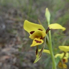 Diuris sulphurea (Tiger Orchid) at Rugosa - 19 Oct 2020 by SenexRugosus