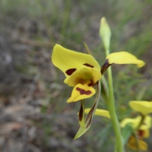 Diuris sulphurea at Yass River, NSW - suppressed