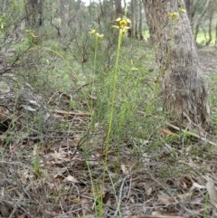 Diuris sulphurea at Yass River, NSW - suppressed