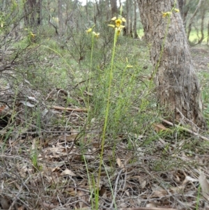 Diuris sulphurea at Yass River, NSW - suppressed