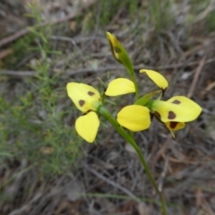 Diuris sulphurea at Yass River, NSW - suppressed