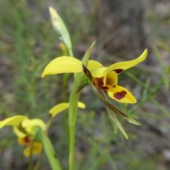 Diuris sulphurea at Yass River, NSW - suppressed