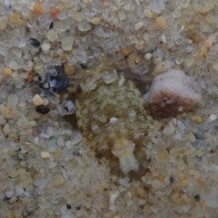 Unverified Lobster, Bug at Dalmeny, NSW - 14 Oct 2020 by Laserchemisty
